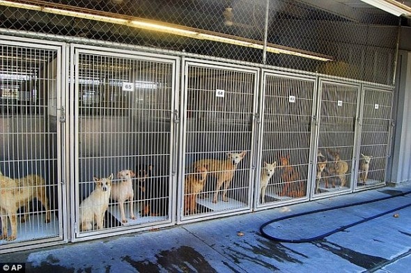 7.10.13 - 130 Death Row Puppies3