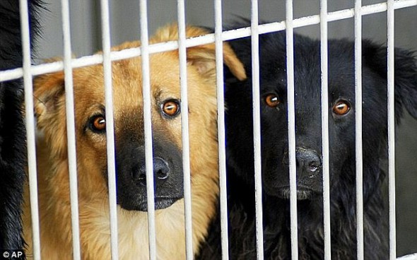 7.10.13 - 130 Death Row Puppies7