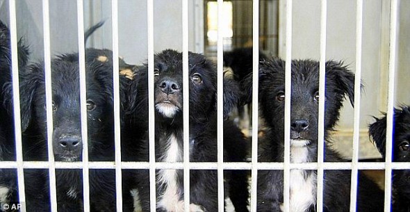7.10.13 - 130 Death Row Puppies8