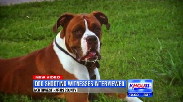 Gunner was shot in the neck by an off-duty Texas officer who claimed the boxer attacked him, his wife and his dog.  Twelve-year-old Dalton Fitzhenry says Gunner was just curious and sniffing the other dog when officer Mark Condon fired at point-blank range.