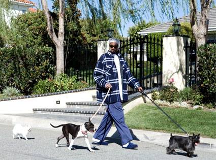 Snoop going for a stroll with his pampered pups.