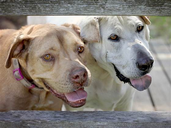 Neglected dogs Flopsy and Sebastian were rescued in 2012.  They have arthritis, but that doesn't stop them from chasing squirrels.