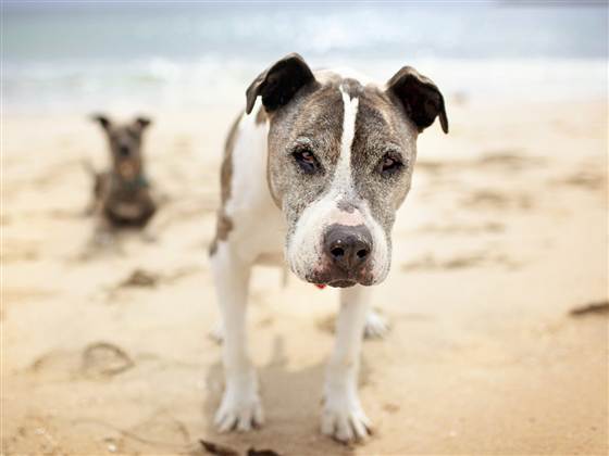 Sunny, the 16-year-old dog who changed photographer Lori Fusaro's life.