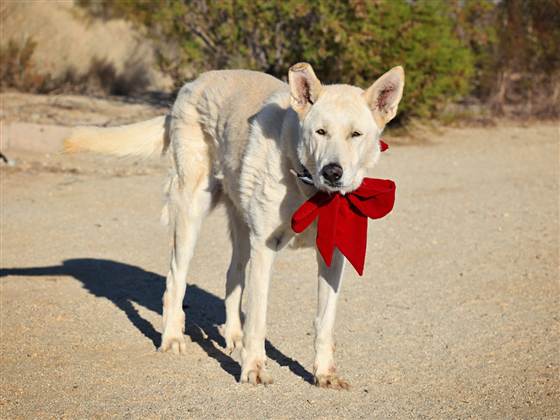 Senior Sioux was brought to a shelter when her owner died.  Fortunately she was adopted, and will get to spend her final days basking in the sun instead of in a scary shelter.