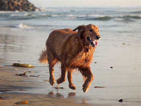 Senior dog Eddie got his second chance when he was adopted by a family that has no problem getting him to play fetch and gallop across the beach.