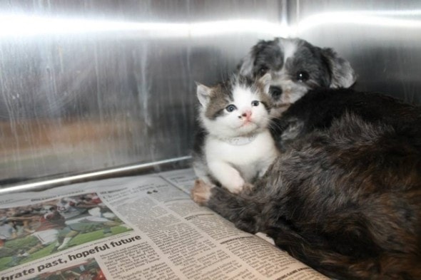 7.21.13 - Dog Rescues Kitten2