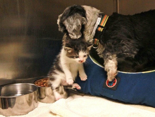 7.21.13 - Dog Rescues Kitten4