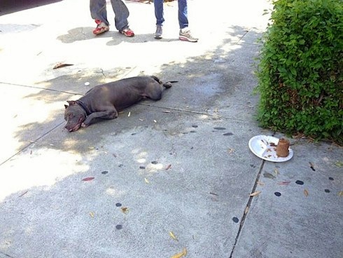 7.31.13 - Police Save Ill Pit Bull1