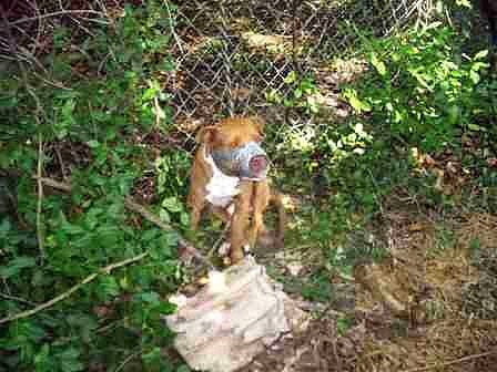 7.4.13 - Duct Taped Bait Dog Rescued1