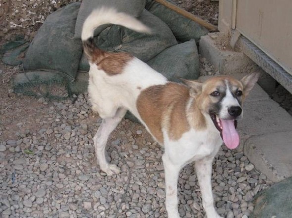 Tripod the three-legged Iraqui dog Photo Credit: Andrew Edtl