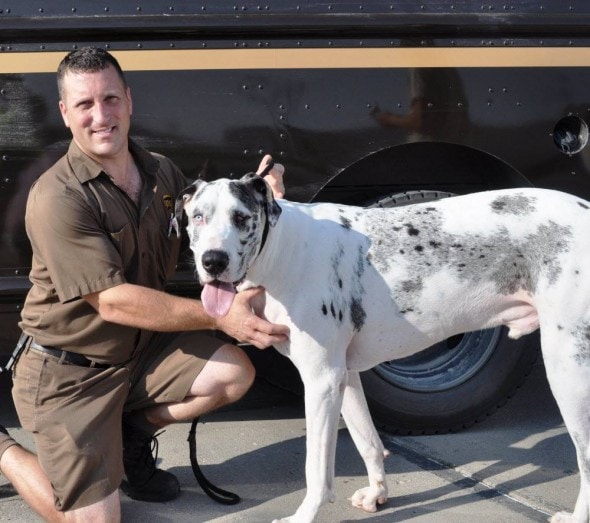 Recent picture- Phoenix and his rescuer UPS Driver Gavin Crowsley. Photo Credit: UPS – Facebook