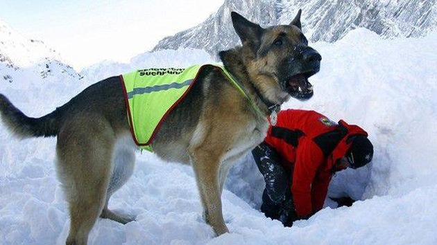 German shepherd Stays 23 Days Next to 