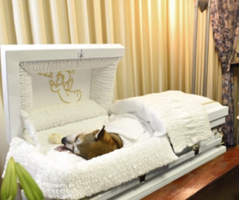 funeral for pets