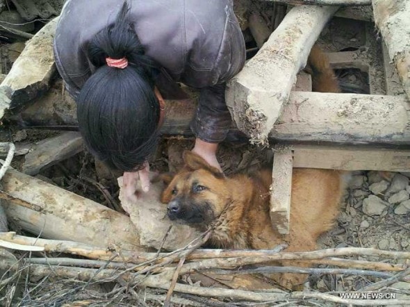 Owner comforting her dog trapped in debris after earthquake hit Dingxi, China, on July 25, 2013. Photo Credit: Xinhua/Gao Bingnan