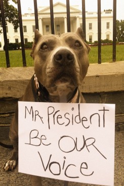 Rebecca Corry's dog Angel, who was rescued after spending the first five years of her life being tortured.