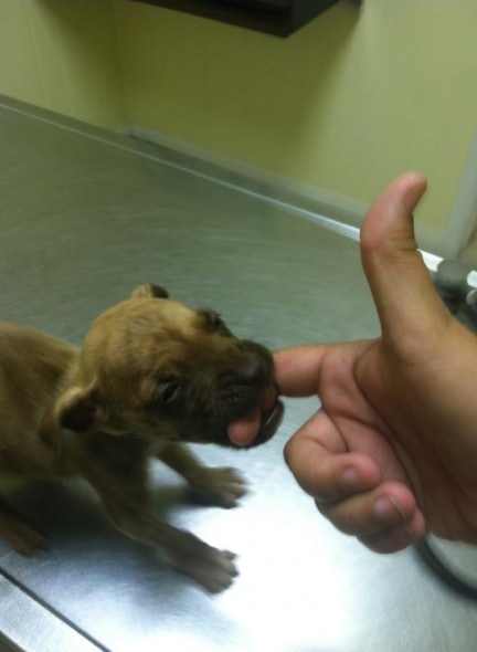 8.3.13 - Abused Puppy Survives4