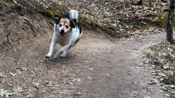 Puppi, out for a run.