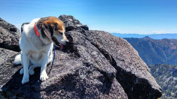 Puppi, enjoying the Oregon mountaintop view.