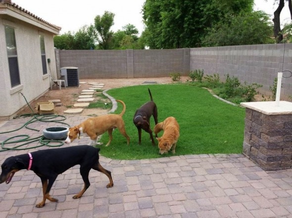 Hope hanging out with her foster siblings.