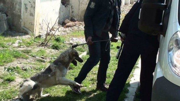 Mass killings of stray dogs in Romania