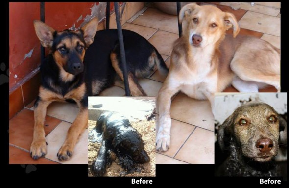 Before and After pictures of Laica and Lancelot. Photo Credit: Gatos Abandonados Antofagasta