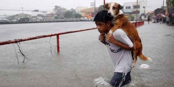 130916-flood-dog
