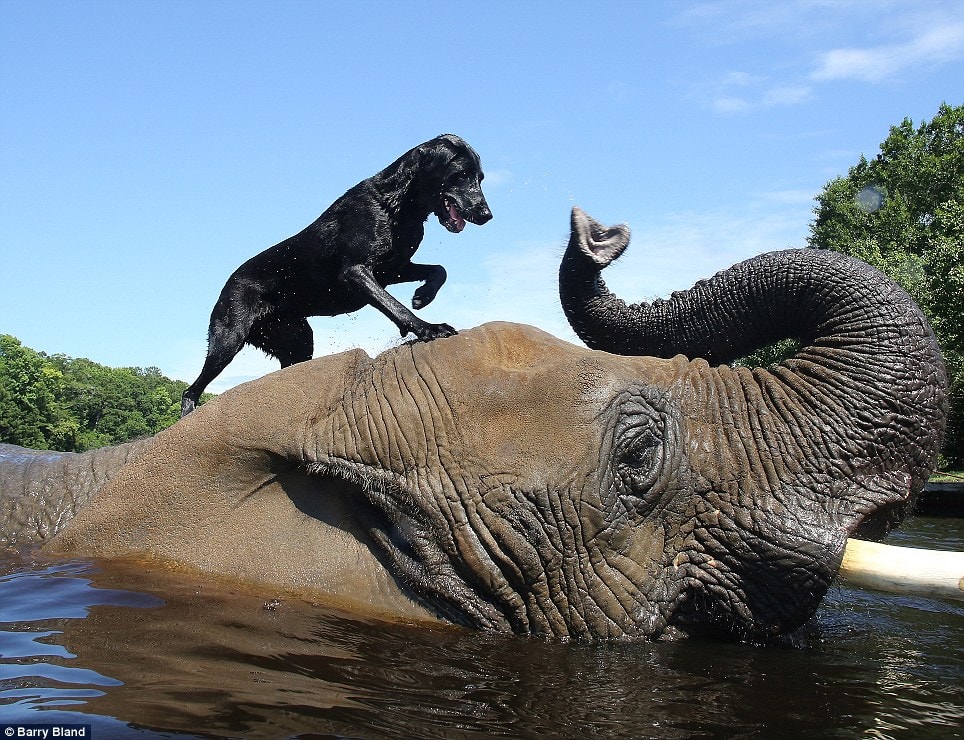 Dog and Elephant Become Best Friends - LIFE WITH DOGS