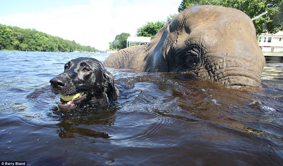 Dog and Elephant Become Best Friends - Life With Dogs