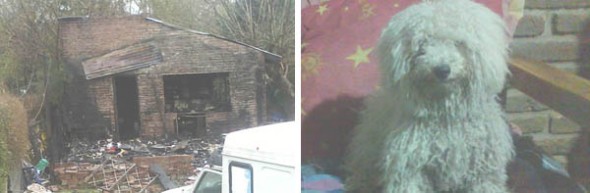 Burnt down house with truck (left image, bottom-right corner) where Guri was found. Guri the hero dog (left image)
