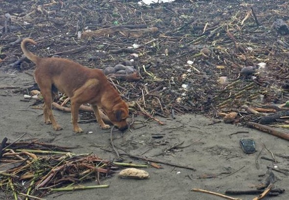 Abandoned dog scavenging for food.