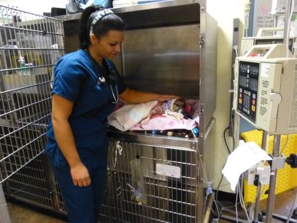 Veterinarian Amanda Houk with Patty after her five-hour surgery.