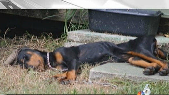 9.5.13 - Starving Doberman in Florida2