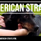 American Strays the series Season 2 The FIX ACN Dogs TITLE CARD