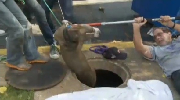 10.18.13 - Neighbors Save Sewer Dog2