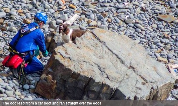 10.2.13 - Dog Survives Cliff Fall3