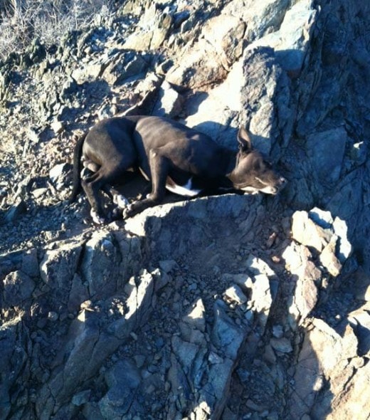 Woman Carries Injured Dog Down Mountain