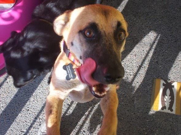 10.25.13 - Mexican Dog Rescued5