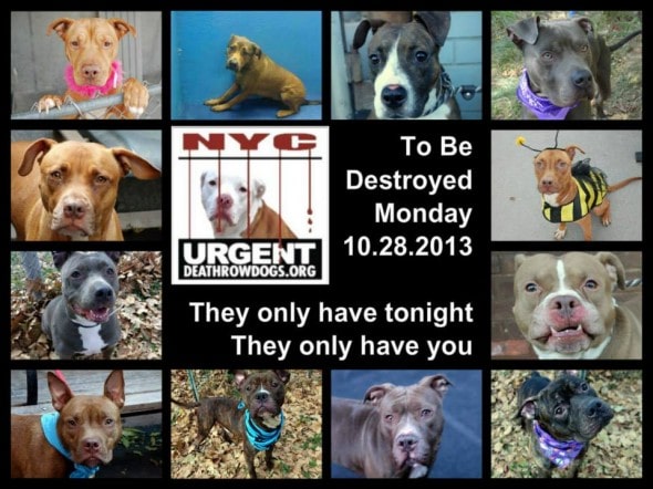 10.27.13 - URGENT  Death Row Dogs That Must Be Adopted Today1
