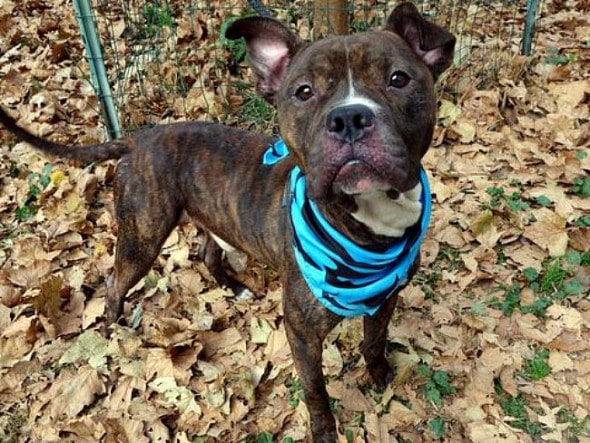 10.27.13 - URGENT Death Row Dogs That Must Be Adopted Today11