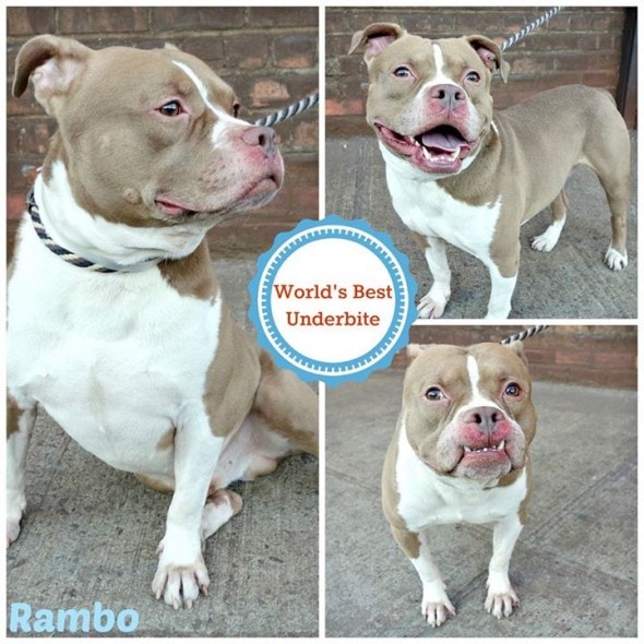 10.27.13 - URGENT Death Row Dogs That Must Be Adopted Today15