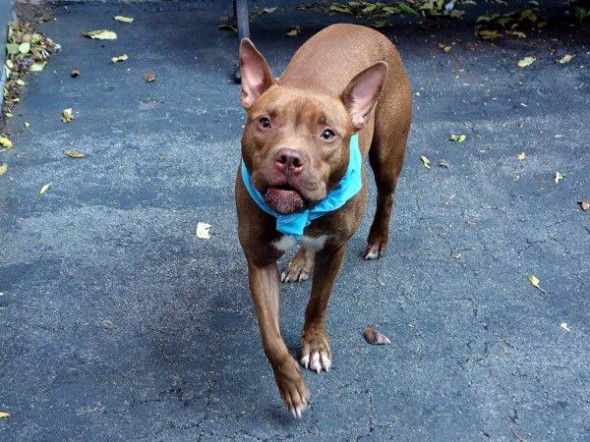 10.27.13 - URGENT Death Row Dogs That Must Be Adopted Today16
