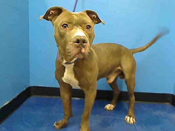 10.27.13 - URGENT Death Row Dogs That Must Be Adopted Today17