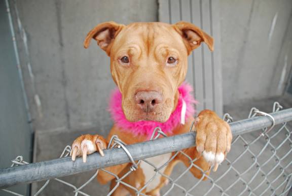 10.27.13 - URGENT Death Row Dogs That Must Be Adopted Today2