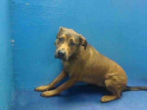 10.27.13 - URGENT Death Row Dogs That Must Be Adopted Today3