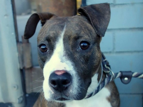 10.27.13 - URGENT Death Row Dogs That Must Be Adopted Today4