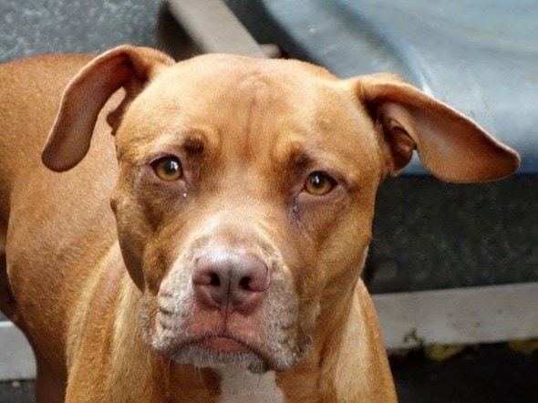 10.27.13 - URGENT Death Row Dogs That Must Be Adopted Today6