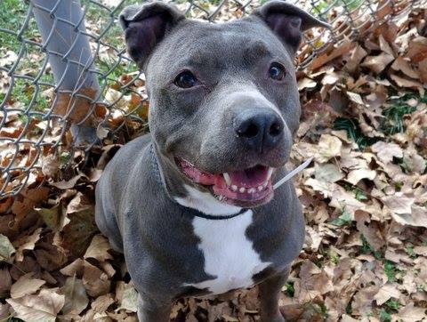 10.27.13 - URGENT Death Row Dogs That Must Be Adopted Today8