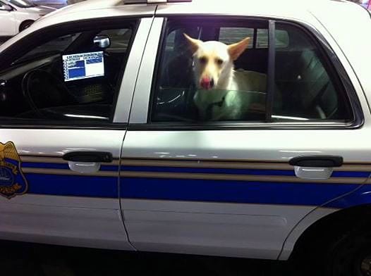 10.30.13 - Police Officer Cares for Dog