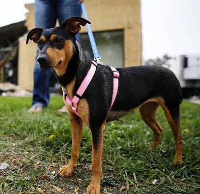Annie is a survivor of the bus crash. She went into foster care and soon after was adopted. Photo Credit: Jose M. Osorio/ Chicago Tribune