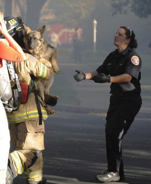 Firefighters rescue German shepherd, Jenni, from her burning home. Photo Credit: Christopher Winterfeld/Merced Sun-Star